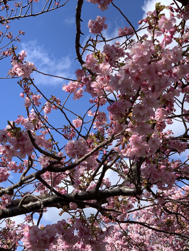 錦系公園的河津櫻：驚艷的早春絕景 🌸