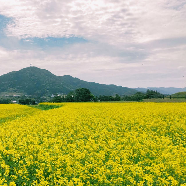 四季折々の花と海が楽しめる公園⛲️