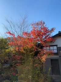 🍁由布院♨️