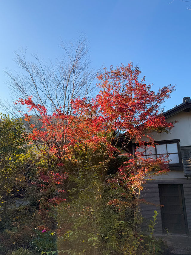🍁由布院♨️