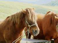 來阿蘇火山，首先要沖去買直升機的票