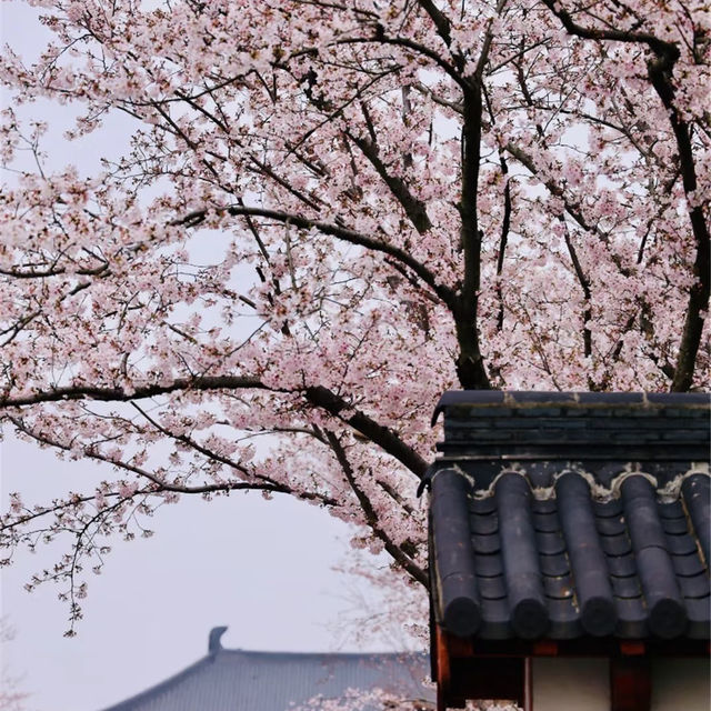 🌈安福路～櫻花之旅🌸