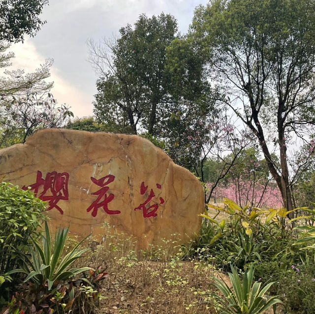 聚龍山公園🌸 櫻花谷🌸