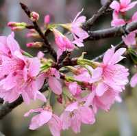 聚龍山公園🌸 櫻花谷🌸