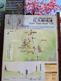 阿里山國家森林遊樂區巨木群棧道 
