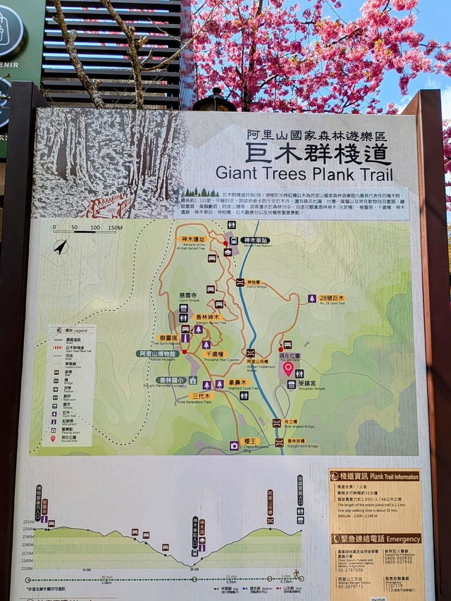 阿里山國家森林遊樂區巨木群棧道 