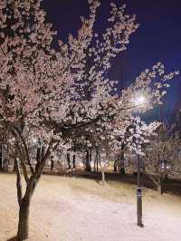 Cherry blossoms in Yurim Park