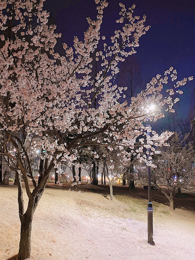 Cherry blossoms in Yurim Park