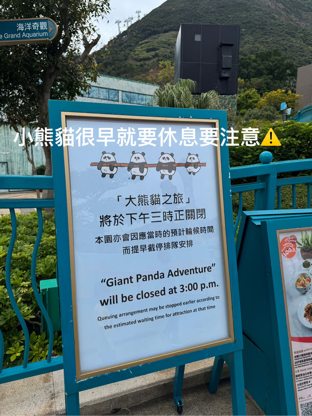 🐼💖【海洋公園雙胞胎熊貓BB全攻略】家姐萌到犯規！細佬招牌「熊貓癱」攻陷全港姨母心💖🐼  