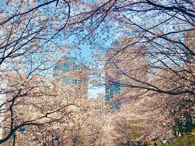 🌸 **石村湖櫻花觀賞遊覽分享** 🌸