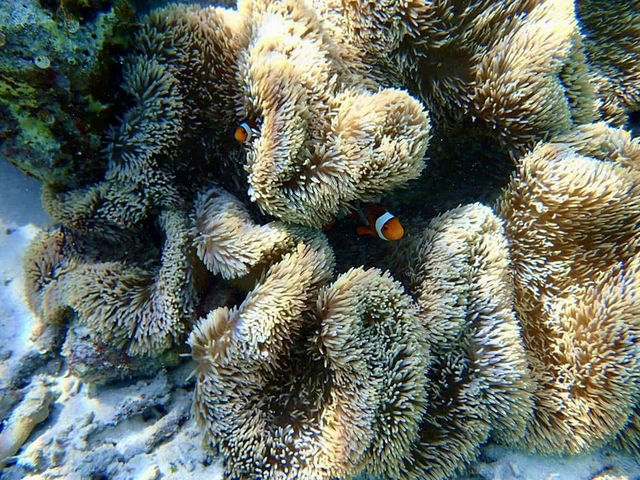 慶良間諸島--座間味島的浮潛有海龜相陪