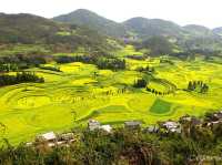 【中国】圧巻の菜の花のじゅうたん！「羅平菜の花畑」