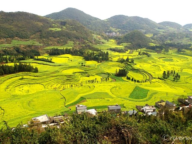 【中国】圧巻の菜の花のじゅうたん！「羅平菜の花畑」