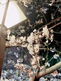 Iconic photo place for cherry blossom
