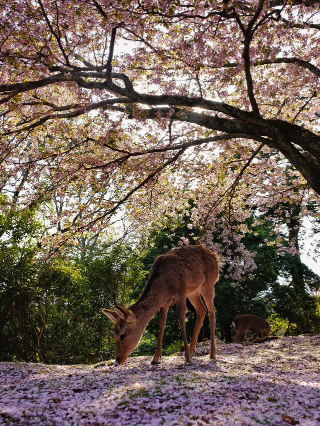 Chasing Sakura at Nara Park