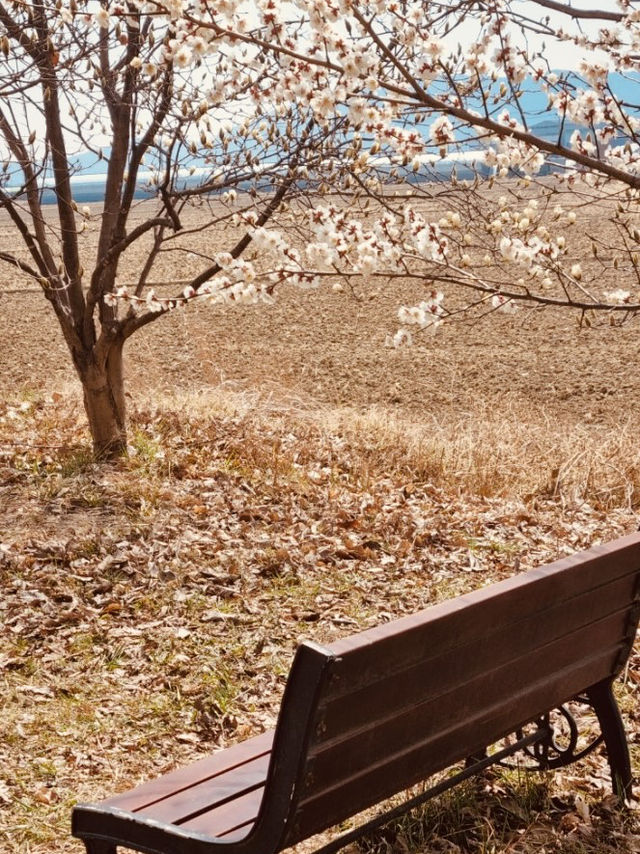 A Magnolia Wonderland in Spring 🌸🤍