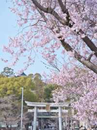 【愛知】行きなきゃ損‼️桜と城とハート絵馬！犬山城＆三光稲荷神社で春の最強コンボ！