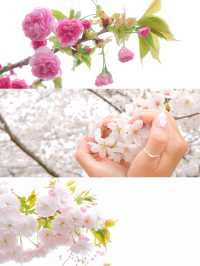 【舎人公園】桜×ネモフィラ　穴場なお花見スポット！