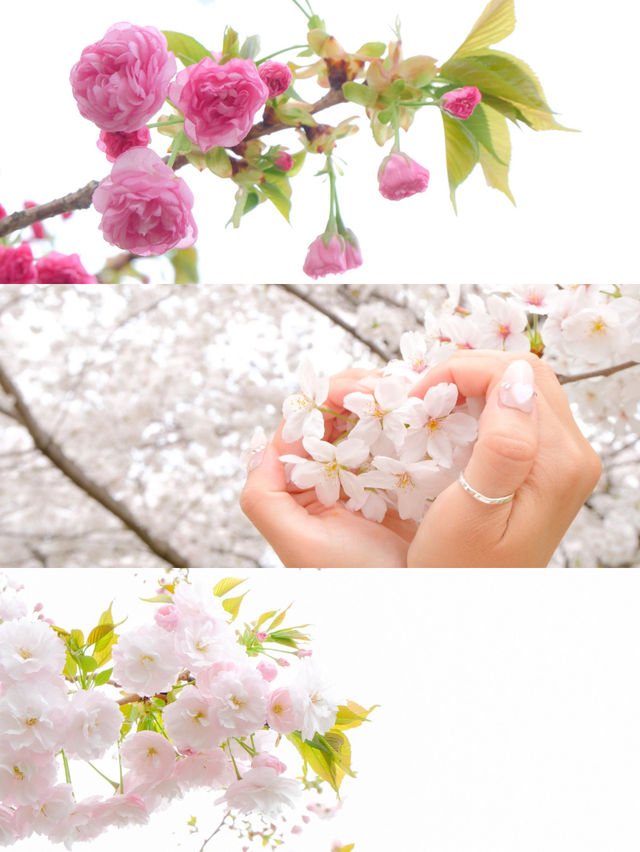 【舎人公園】桜×ネモフィラ　穴場なお花見スポット！