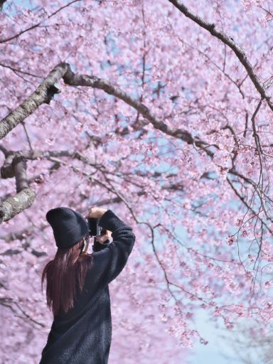 長野】行かなきゃ損‼️桜と城の絶景🏯濃いピンクの桜ココ🌸 | Trip.com