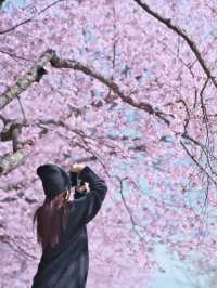 【長野】行かなきゃ損‼️桜と城の絶景🏯濃いピンクの桜ココ🌸