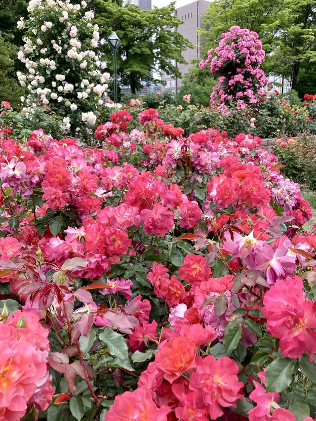 Spring in Sapporo: A Stroll Through Odori Park🌷