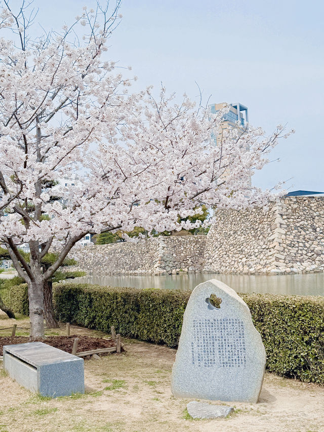 예쁜 벚꽃을 만나보기 좋은 일본 소도시, 다카마쓰🇯🇵