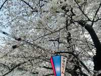 春爛漫！浜離宮から浅草、月島もんじゃまで満喫する桜ルート🌸