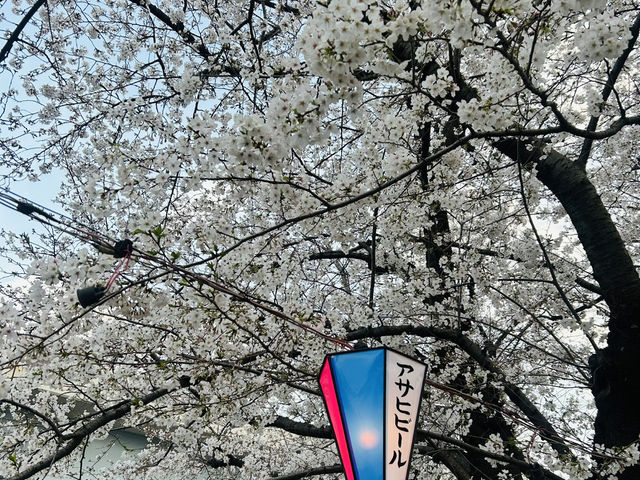春爛漫！浜離宮から浅草、月島もんじゃまで満喫する桜ルート🌸