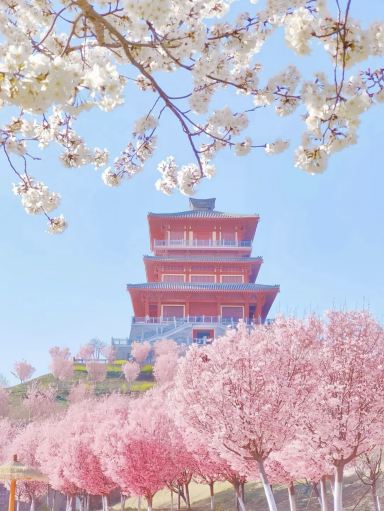 March-April: Zhengzhou Transforms into a Pink Paradise