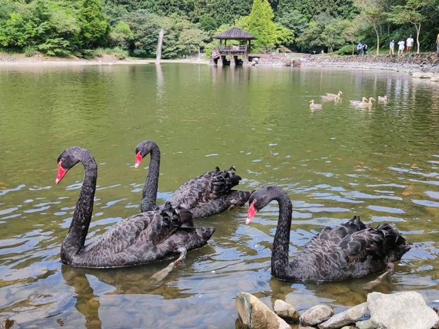 #明池國家森林遊樂區-宜蘭縣大同鄉