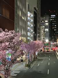 東京賞櫻攻略：中目黑、澀谷、中野、芝公園，一次蒐集所有粉嫩美景！🌸