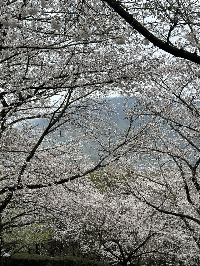 日本香川縣-賞櫻秘境「伊勢朝日山本宮」美到仙境
