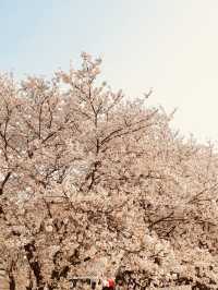 Riverside in Bloom: Anyangcheon's Relaxing Cherry Blossom Path