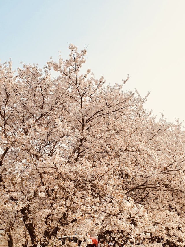 Riverside in Bloom: Anyangcheon's Relaxing Cherry Blossom Path