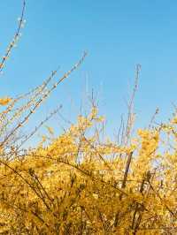 Dalmaji Park's Spring Vista: Panoramic Views and Budding Beauty