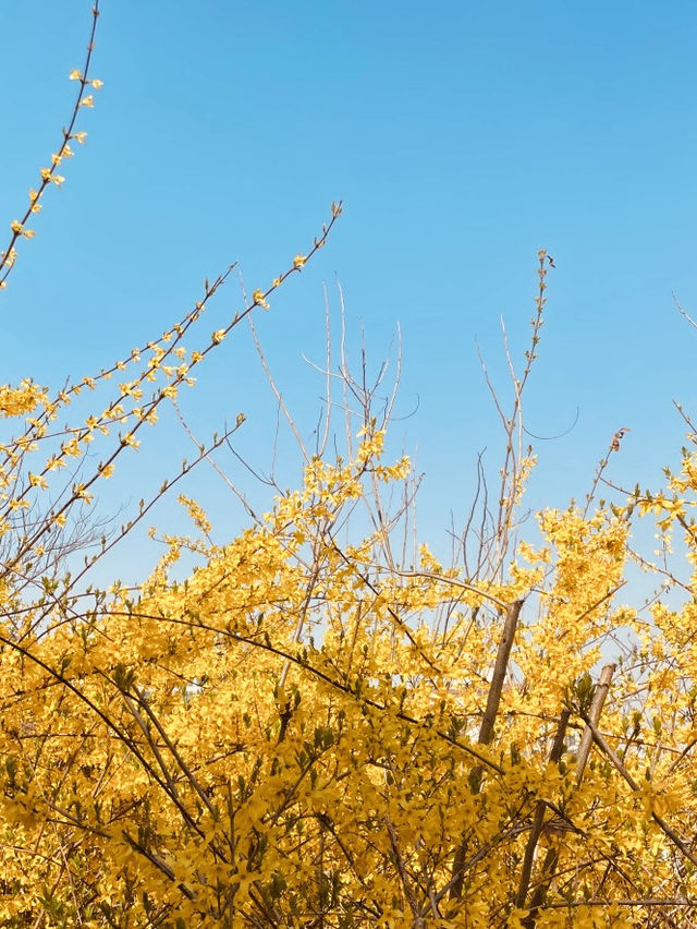 Dalmaji Park's Spring Vista: Panoramic Views and Budding Beauty