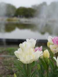 【愛知×フラワーパーク江南】四季折々の花々が楽しめる公園