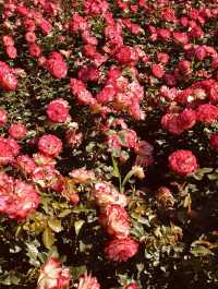 A Green Awakening: Exploring Dodang Park Before the Rose Bloom 
