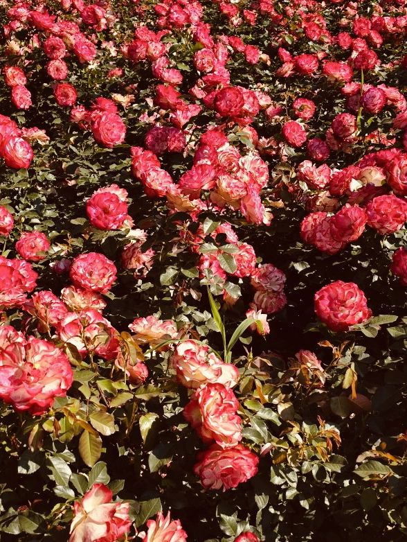 A Green Awakening: Exploring Dodang Park Before the Rose Bloom 