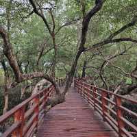 🎄ป่าชายเลนกลางเมือง | ปอดของคนระยอง 🏞