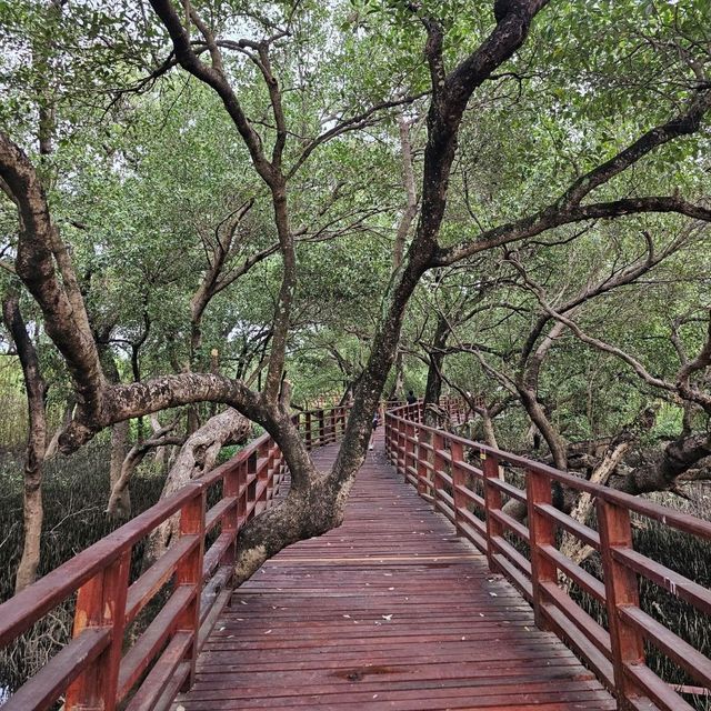 🎄ป่าชายเลนกลางเมือง | ปอดของคนระยอง 🏞