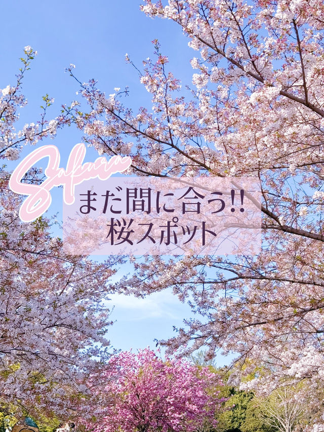 【東京】まだ間に合う!!もふもふ桜がかわいい桜スポット🌸