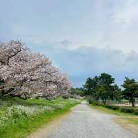 東風平運動公園棒球場•櫻花下的棒球夢