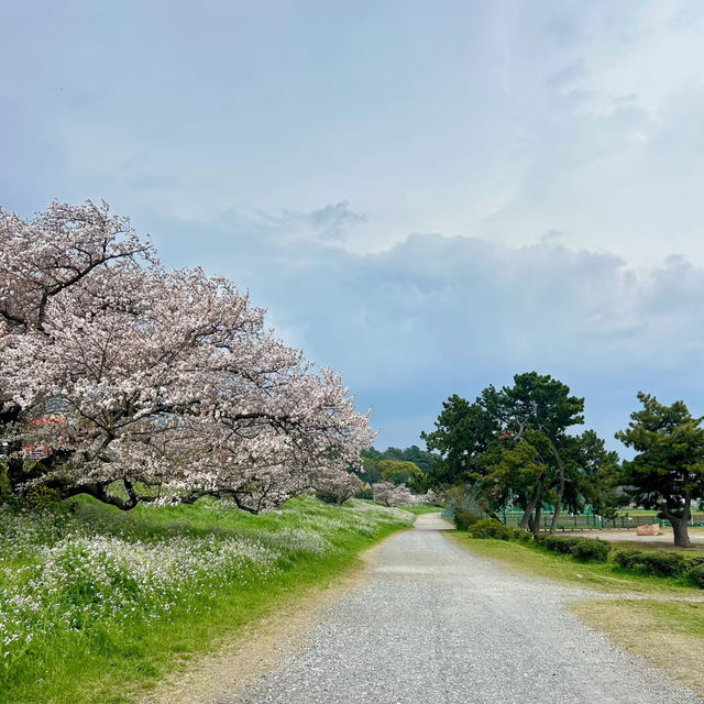 東風平運動公園棒球場•櫻花下的棒球夢
