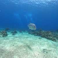 🤿潛進綠島的藍色奇遇！與海龜🌊🐢共游、牛港魚🐟擦身而過的神奇體驗🤩