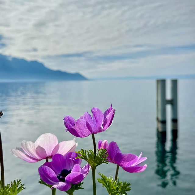 Montreux in Spring: A Lakeside Awakening 🌸🚂