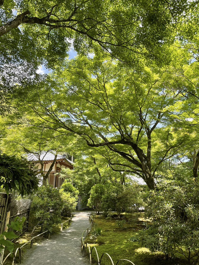 【京都】青紅葉、苔の緑、空、水の流れに魅了される素晴らしい空間