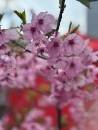Chasing Cherry Blossoms Through Busan Streets