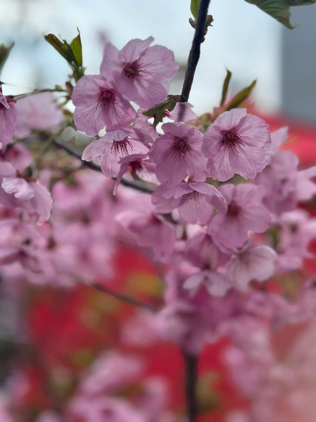 Chasing Cherry Blossoms Through Busan Streets